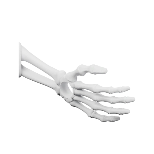 Скелет ступни