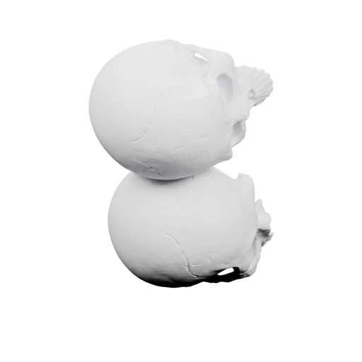 Половина черепа